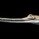 Image: Tim Flach